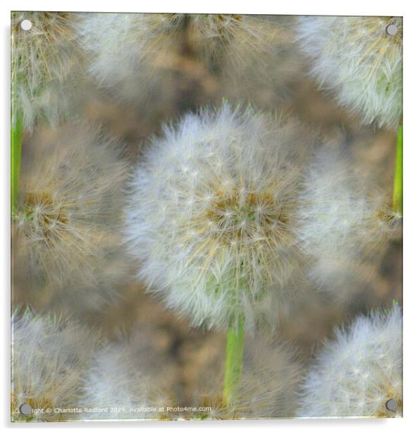 Dandelion Tufts Blown in Macclesfield Acrylic by Charlotte Radford