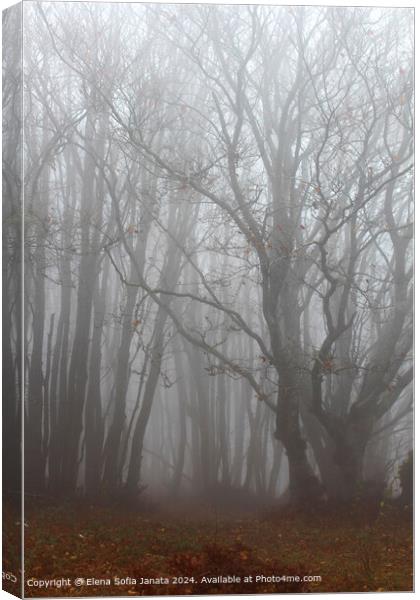 Ancient Beech Forest Mist Canvas Print by Elena Sofia Janata