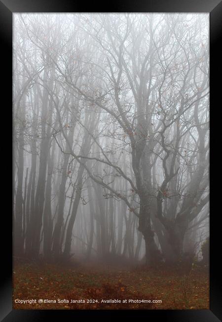 Ancient Beech Forest Mist Framed Print by Elena Sofia Janata