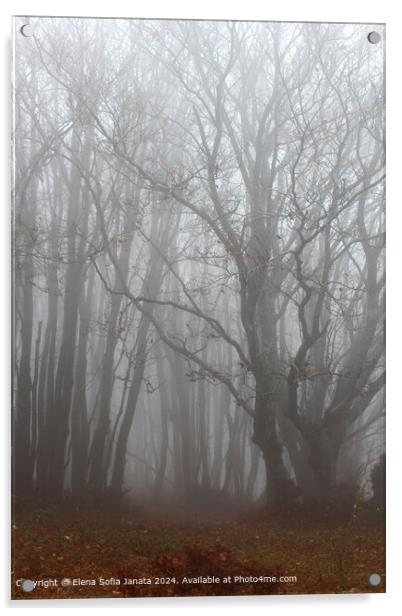 Ancient Beech Forest Mist Acrylic by Elena Sofia Janata
