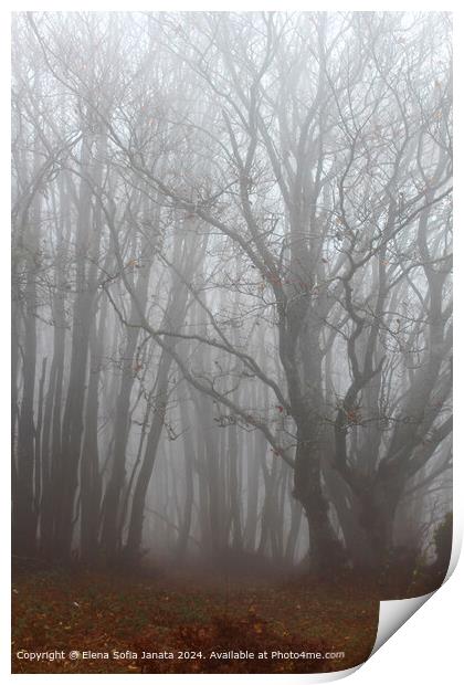 Ancient Beech Forest Mist Print by Elena Sofia Janata
