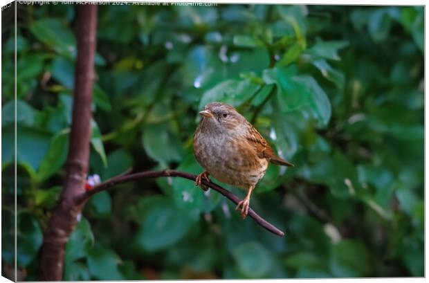 Dunnock on a Branch Canvas Print by Tom McPherson