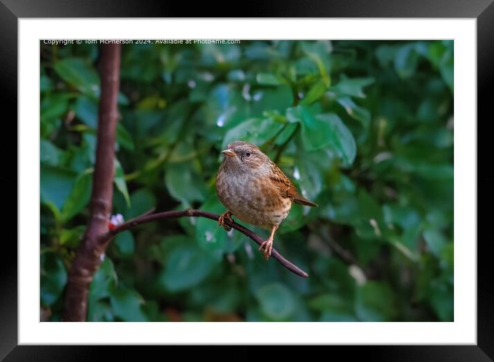 Dunnock on a Branch Framed Mounted Print by Tom McPherson