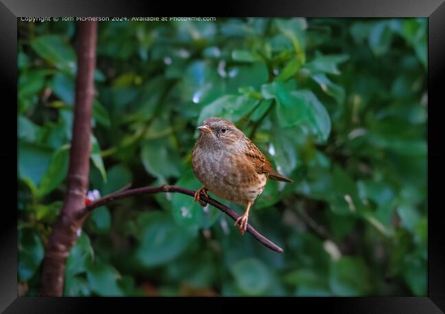 Dunnock on a Branch Framed Print by Tom McPherson