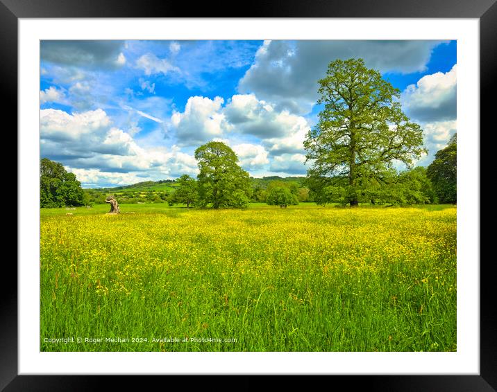 Celandines, majestic oaks and fluffy clouds Framed Mounted Print by Roger Mechan