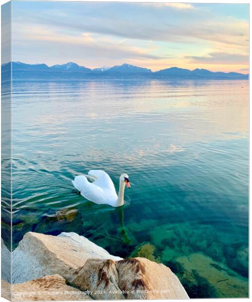 Sunset on the Leman lake Canvas Print by Gaspard Photography