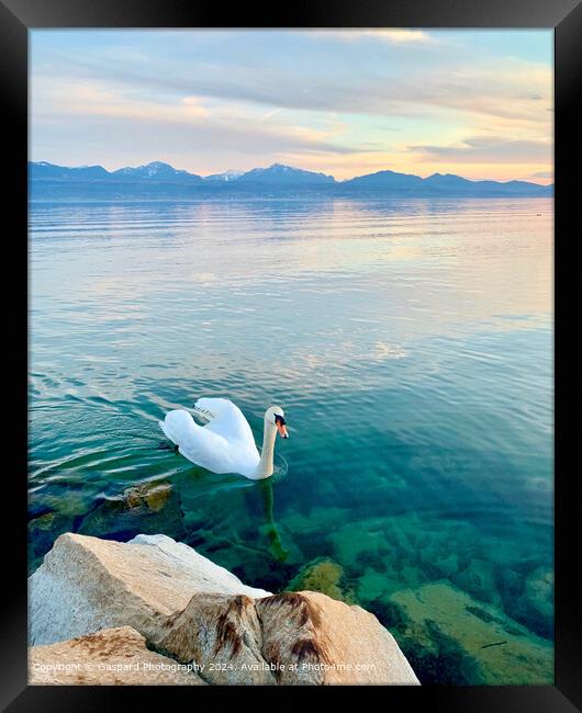 Sunset on the Leman lake Framed Print by Gaspard Photography