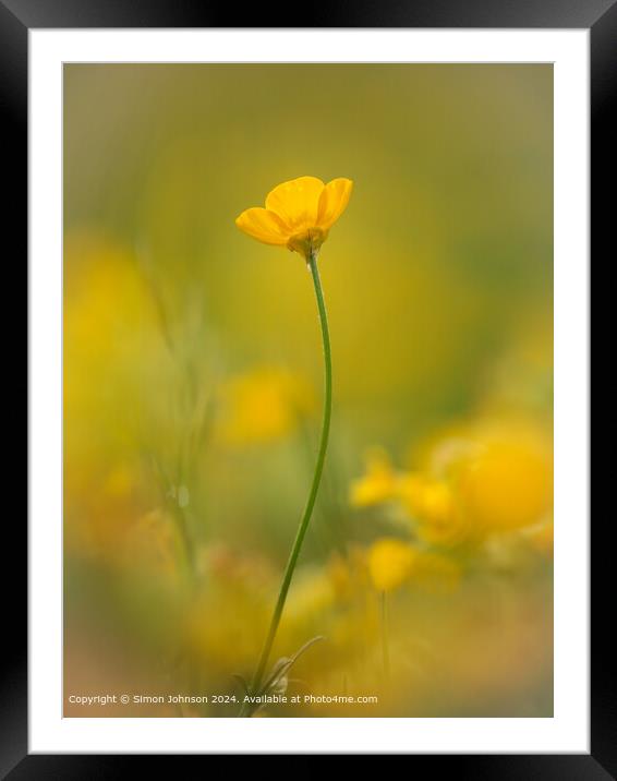 Cotswolds Buttercup Landscape Framed Mounted Print by Simon Johnson