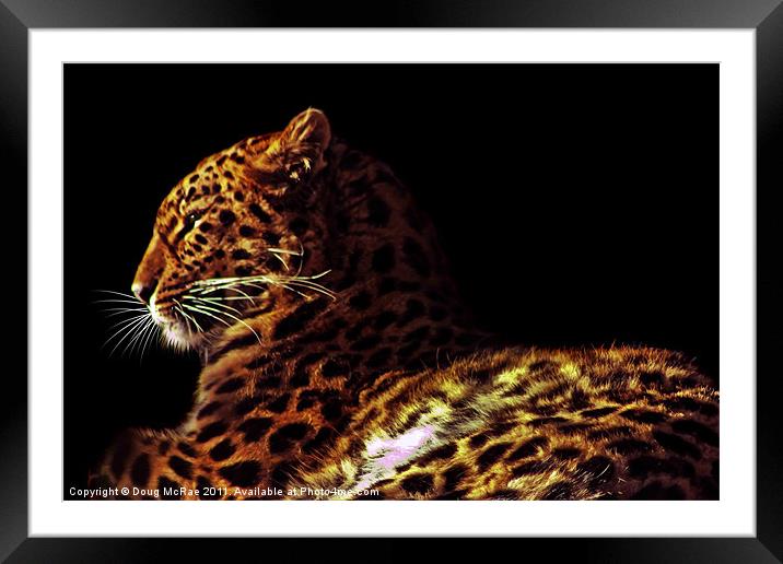 Amur leopard Framed Mounted Print by Doug McRae