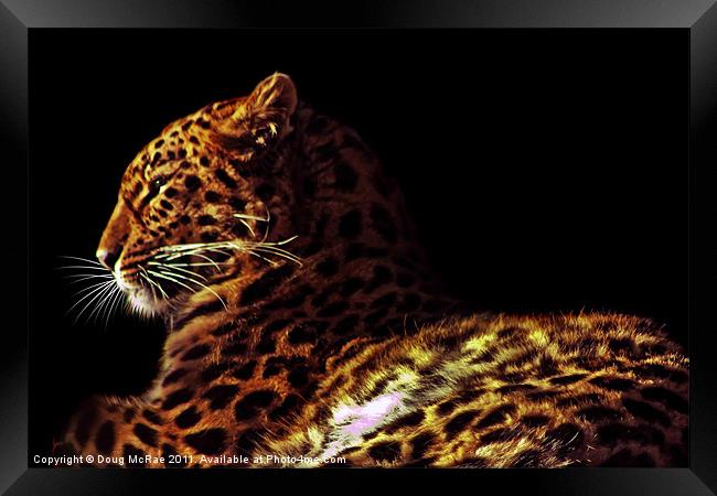 Amur leopard Framed Print by Doug McRae