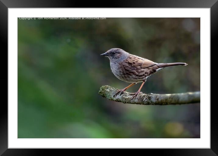 The Dunnock  Framed Mounted Print by Tom McPherson