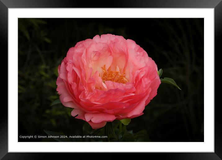 Pink Peony Blossom Close-Up Framed Mounted Print by Simon Johnson