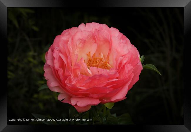Pink Peony Blossom Close-Up Framed Print by Simon Johnson