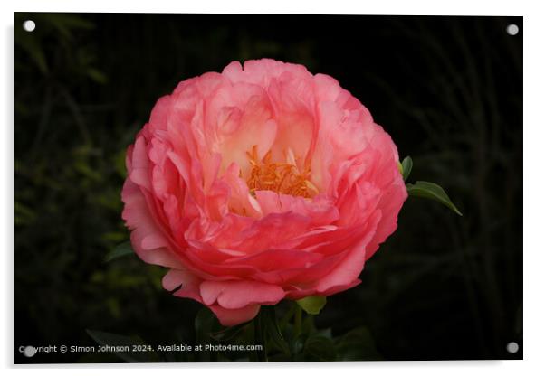 Pink Peony Blossom Close-Up Acrylic by Simon Johnson