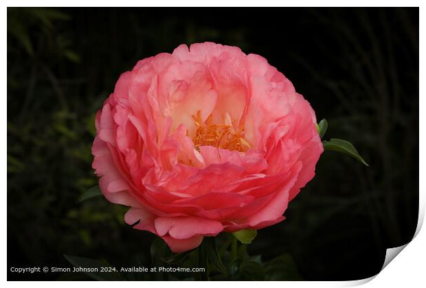 Pink Peony Blossom Close-Up Print by Simon Johnson