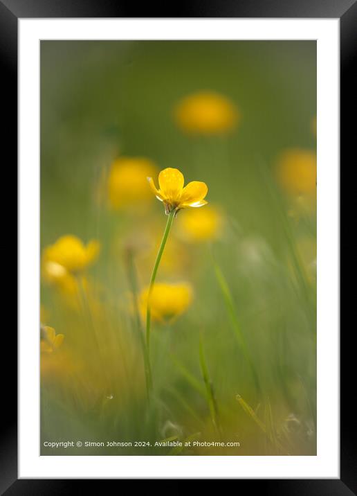 Sunlit Buttercup Meadow, Cotswolds Framed Mounted Print by Simon Johnson