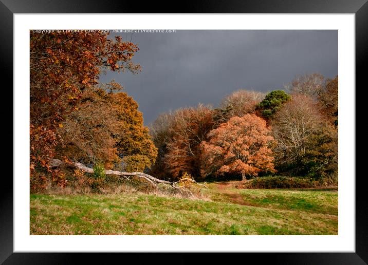 Sunlit Trees Stormy Sky Framed Mounted Print by Christine Lake