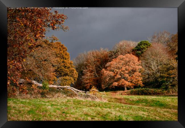 Sunlit Trees Stormy Sky Framed Print by Christine Lake