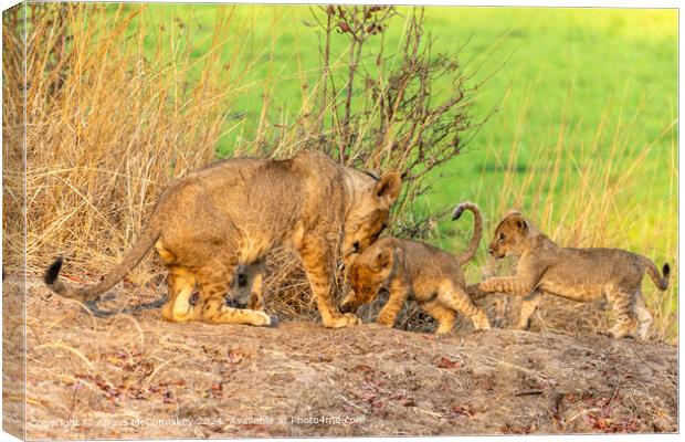 Lioness playing with cubs, Zambia Canvas Print by Angus McComiskey