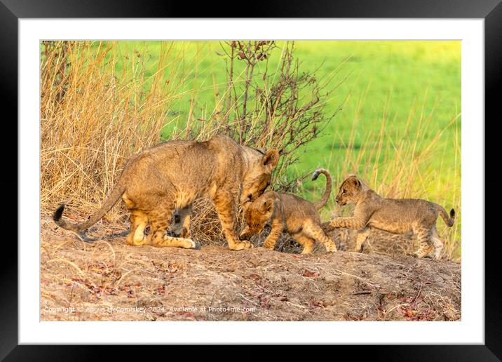 Lioness playing with cubs, Zambia Framed Mounted Print by Angus McComiskey