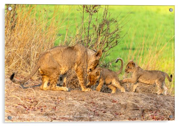 Lioness playing with cubs, Zambia Acrylic by Angus McComiskey