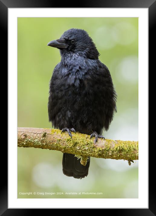 Templeton Woods Crow Perched Framed Mounted Print by Craig Doogan