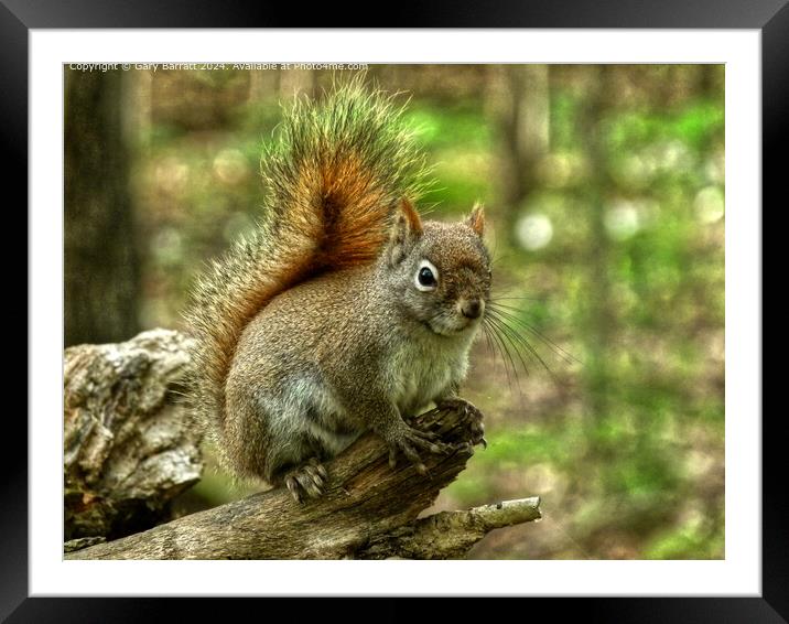 A Very Friendly Red Squirrel. Framed Mounted Print by Gary Barratt