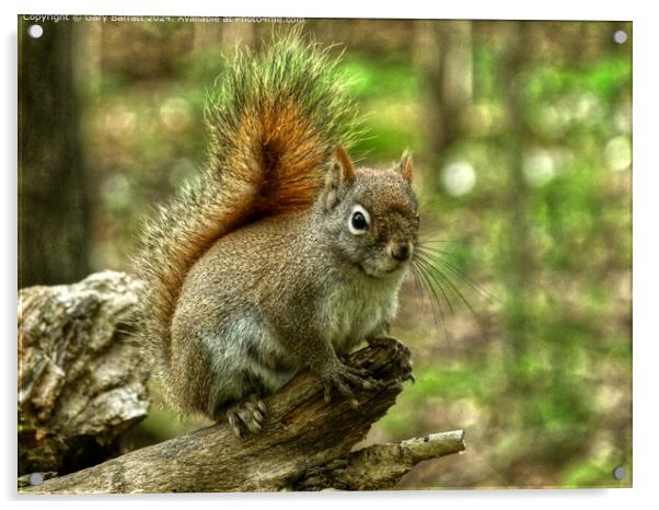 A Very Friendly Red Squirrel. Acrylic by Gary Barratt