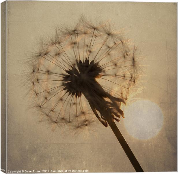 Dandelion in Evening Sunlight Canvas Print by Dave Turner