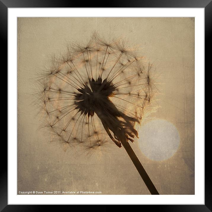 Dandelion in Evening Sunlight Framed Mounted Print by Dave Turner