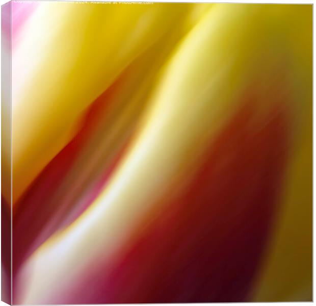 Colourful Floral Abstract  Canvas Print by Derek Daniel