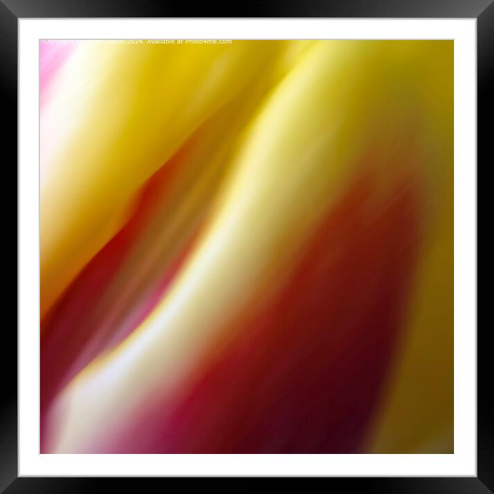 Colourful Floral Abstract  Framed Mounted Print by Derek Daniel