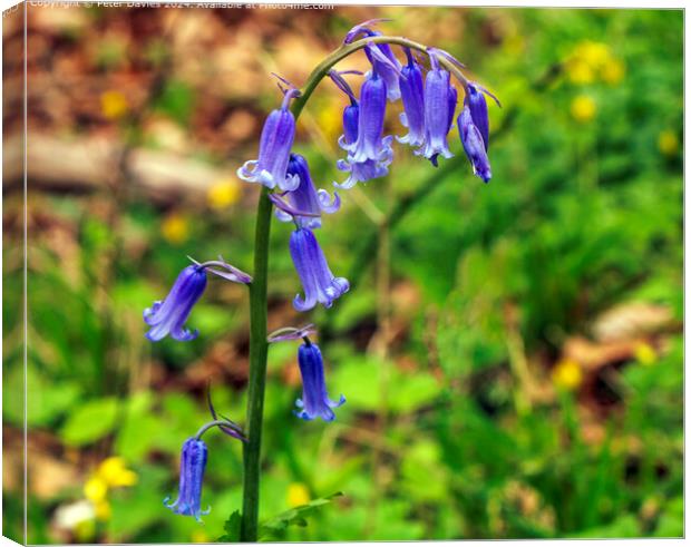 Single Bluebell  Canvas Print by Peter Davies