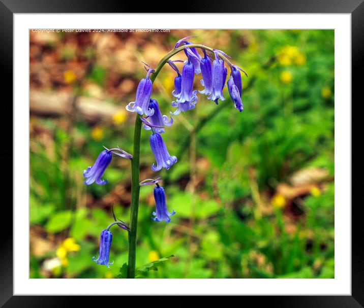 Single Bluebell  Framed Mounted Print by Peter Davies