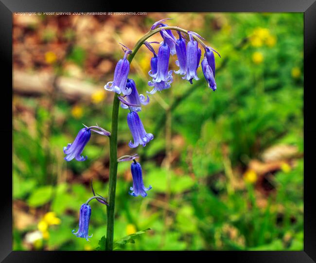 Single Bluebell  Framed Print by Peter Davies