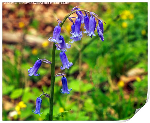 Single Bluebell  Print by Peter Davies