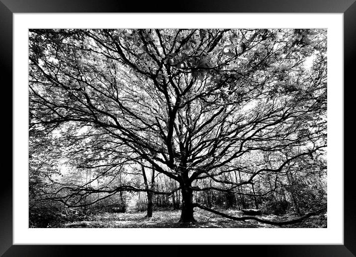 Black and White Oak Tree Framed Mounted Print by Alice Rose Lenton