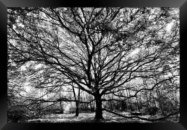 Black and White Oak Tree Framed Print by Alice Rose Lenton