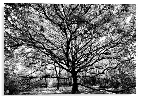 Black and White Oak Tree Acrylic by Alice Rose Lenton