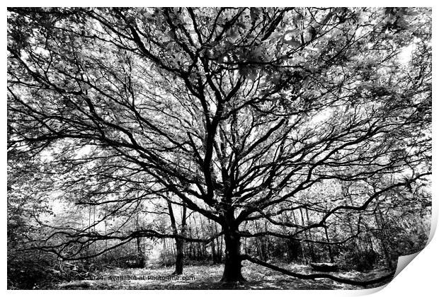 Black and White Oak Tree Print by Alice Rose Lenton