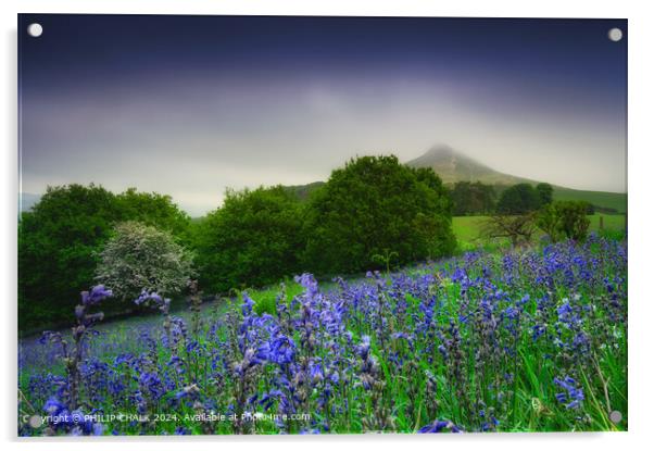 Roseberry Topping Bluebell Landscape 1089 Acrylic by PHILIP CHALK