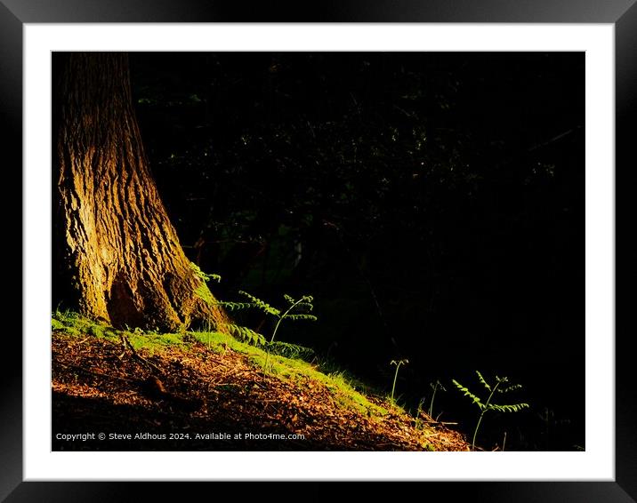 Sunlight hits the forest floor  Framed Mounted Print by Steve Aldhous