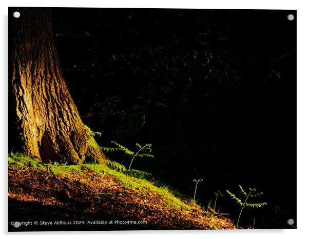 Sunlight hits the forest floor  Acrylic by Steve Aldhous