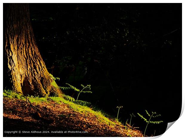 Sunlight hits the forest floor  Print by Steve Aldhous