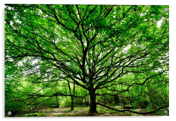 Tree of Life, Oak Tree, Warwickshire Acrylic by Alice Rose Lenton