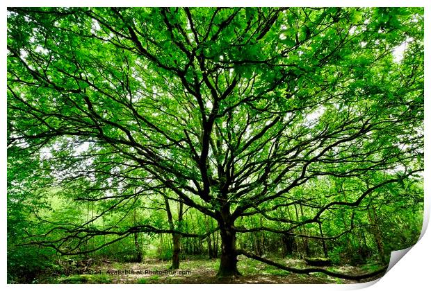 Tree of Life, Oak Tree, Warwickshire Print by Alice Rose Lenton