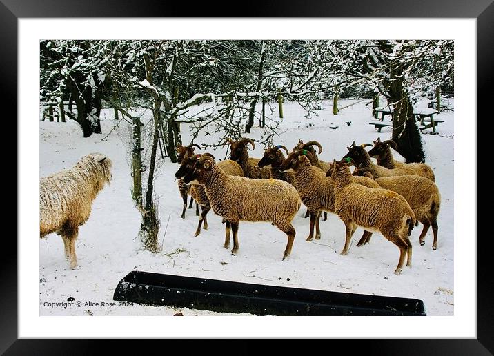 Snowy Sheep Standoff Framed Mounted Print by Alice Rose Lenton