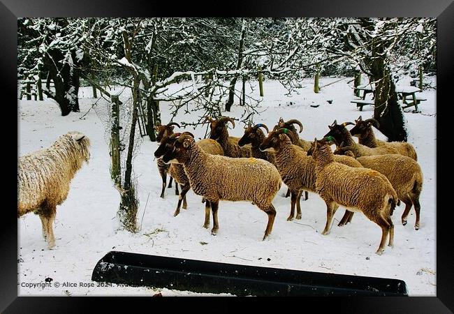 Snowy Sheep Standoff Framed Print by Alice Rose Lenton