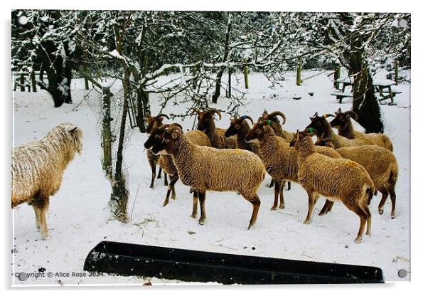 Snowy Sheep Standoff Acrylic by Alice Rose Lenton