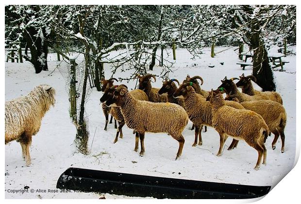 Snowy Sheep Standoff Print by Alice Rose Lenton